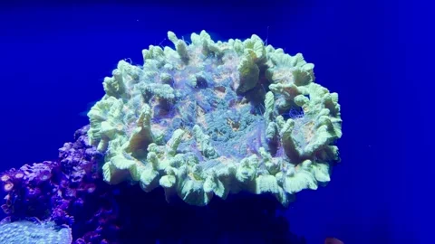 Coral Stock Footage 264748728