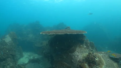 Coral Stock Footage 281930581