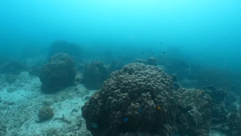 Coral Stock Footage 282524987