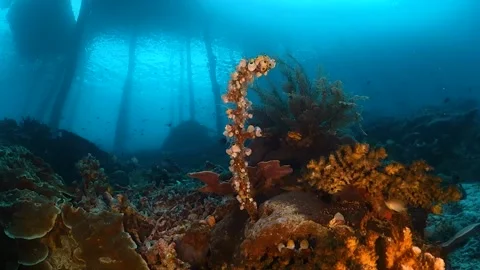 Coral formations with jetty in the background Stock Footage 130236288