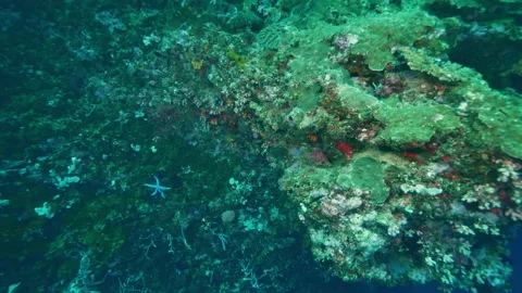 Coral formations reveals complex and beautiful marine life Stock Footage 305959846
