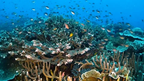 Coral formations teeming with small fish Stock Footage 130236325