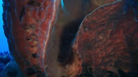 Coral formations under under the sea of Andaman Islands Stock Footage 46284688