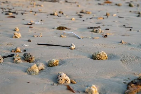 Coral fragments and beach textures at Klong Muang Beach Photos