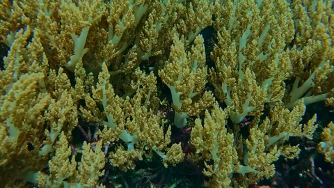 Coral Garden Stock Footage 328786199
