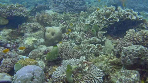 Coral garden Stock Footage 340301640