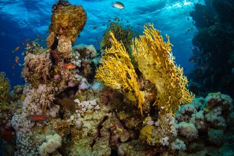 Coral garden Stock Photos