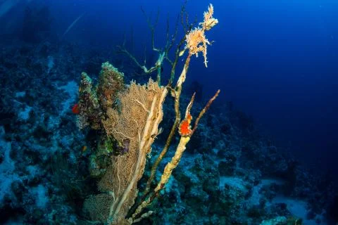 Coral garden Stock Photos