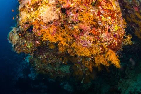 Coral garden Stock Photos