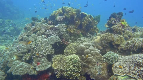 Coral garden on the seabed Stock Footage 340301647