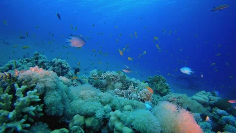 Coral Garden Seascape Stock Footage 330942018