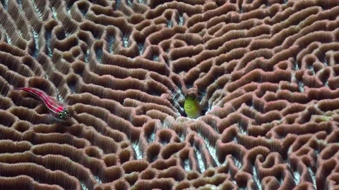 Coral gobby 4K Stock Footage 331276687