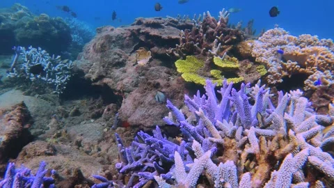 Coral grave yard of massive bleached blue lavender finger branching Staghorn and Stock Footage 242328327