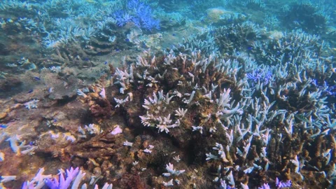 Coral grave yard of massive bleached blue lavender finger branching Staghorn cor Stock Footage 242330138