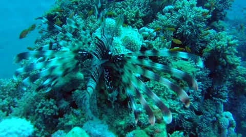 Coral Groper attack two Common Lionfish over coral reef Stock Footage 62070383
