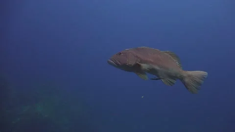 Coral grouper Stock Footage 135619058