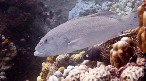 Coral grouper &amp; moray eel interaction Stock-Footage 58309257