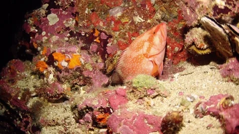 A coral grouper or plectropomus leopardus was escaping on reef Stock Footage