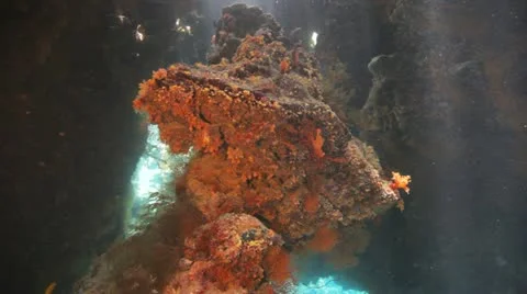 Coral growth inside the cave 動画素材 22643213