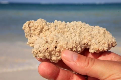 Coral in hand Stock Photos