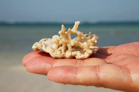 Coral on hand Stock Photos