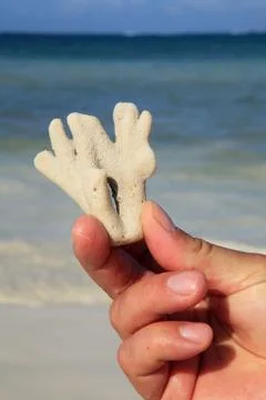 Coral in hand Foto stock