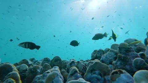 Coral Haven: Slow Motion Symphony of Marine Life Stock Footage 263742733