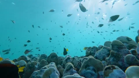 Coral Haven: Slow Motion Symphony of Marine Life Stock Footage 263744660