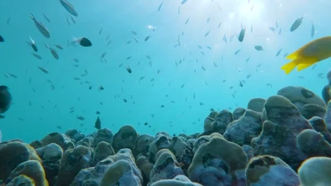 Coral Haven: Slow Motion Symphony of Marine Life Stock Footage 263744754