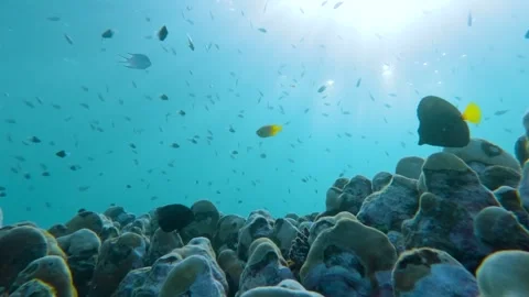 Coral Haven: Slow Motion Symphony of Marine Life Stock Footage 263746271