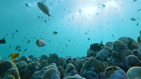Coral Haven: Slow Motion Symphony of Marine Life Stock Footage 263747496