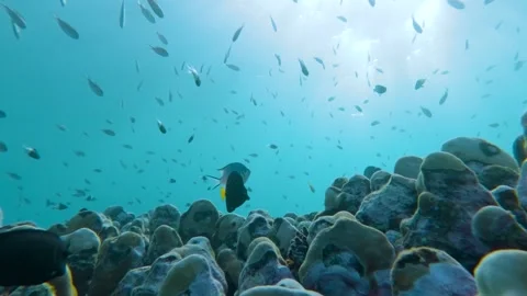 Coral Haven: Slow Motion Symphony of Marine Life Stock Footage 263750356