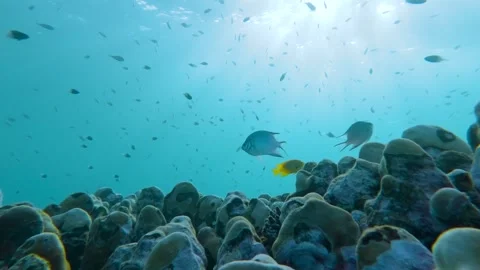 Coral Haven: Slow Motion Symphony of Marine Life Stock Footage 263751700
