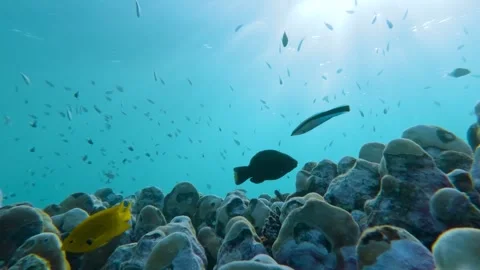 Coral Haven: Slow Motion Symphony of Marine Life Stock Footage 263751784
