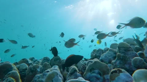 Coral Haven: Slow Motion Symphony of Marine Life Stock Footage 263755532
