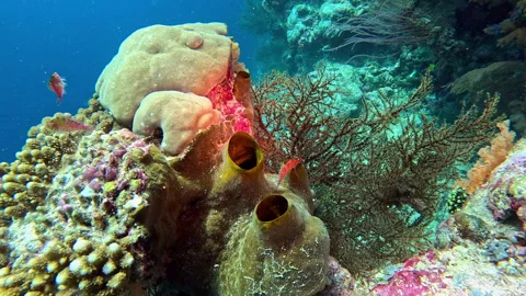 Coral hawkfish, one-spot snapper, cleaner wrasse, and doublebar goatfish on a Stock Footage 302525858