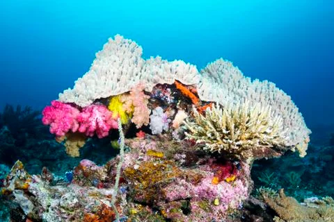 Coral head Stock Photos