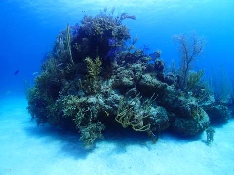 Coral Head Foto stock