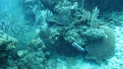 Coral Head static shot Video stock 65003147