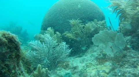 Coral Head Underwater Stock-Footage 7754933