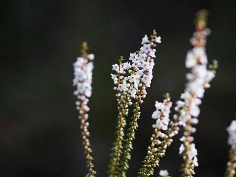 Coral Heath Stock Photos