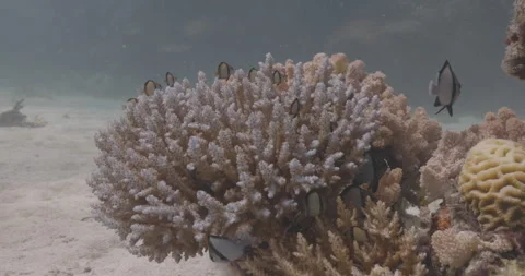 Coral Host to Fish Stock Footage 280106368