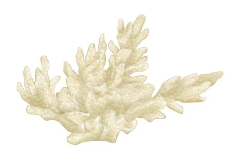 Coral Illustrazione stock