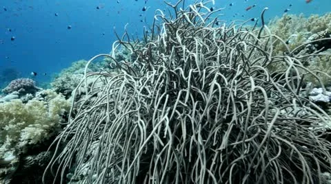 Coral jackson reef 1 Stock Footage 10862077