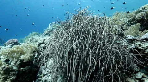 Coral jackson reef Stock Footage 10862244