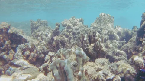 Coral Killer Starfish Stock Footage 89564951