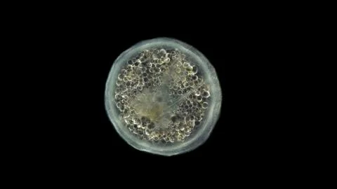 Coral larva under a microscope, order Actiniaria, phylum Cnidaria, adult stag Stock Photos