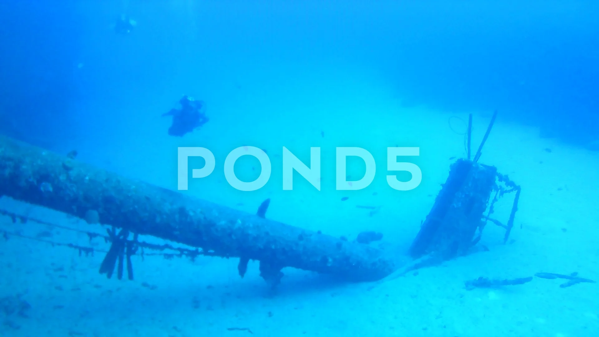 Coral Life Caribbean Sea Bonaire Island Stock Video Pond5