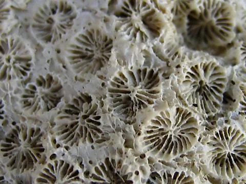 Coral Macro Stock Photos