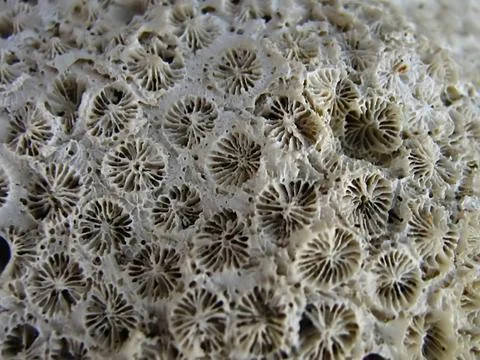 Coral Macro Stock Photos